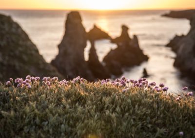 Fleurs port coton