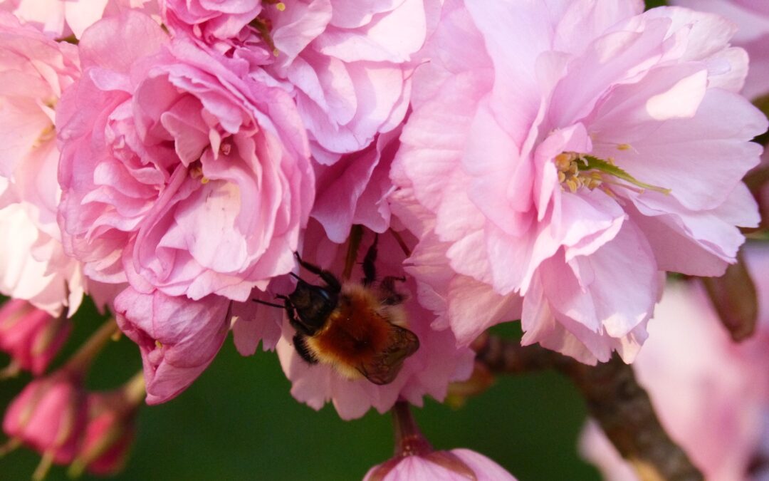 Label environnemental Clé verte à La Désirade et au Clos Fleuri